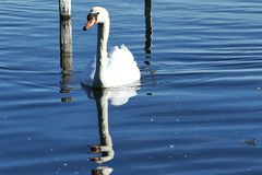 Le cygne en balade!