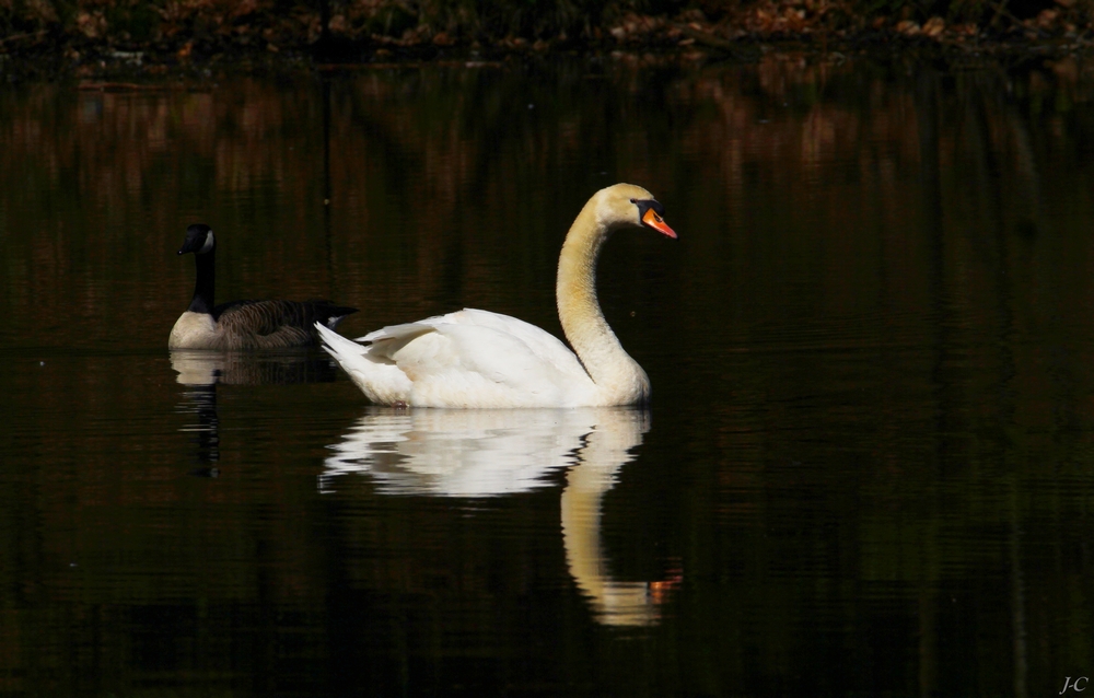 " Le cygne et la bernache "