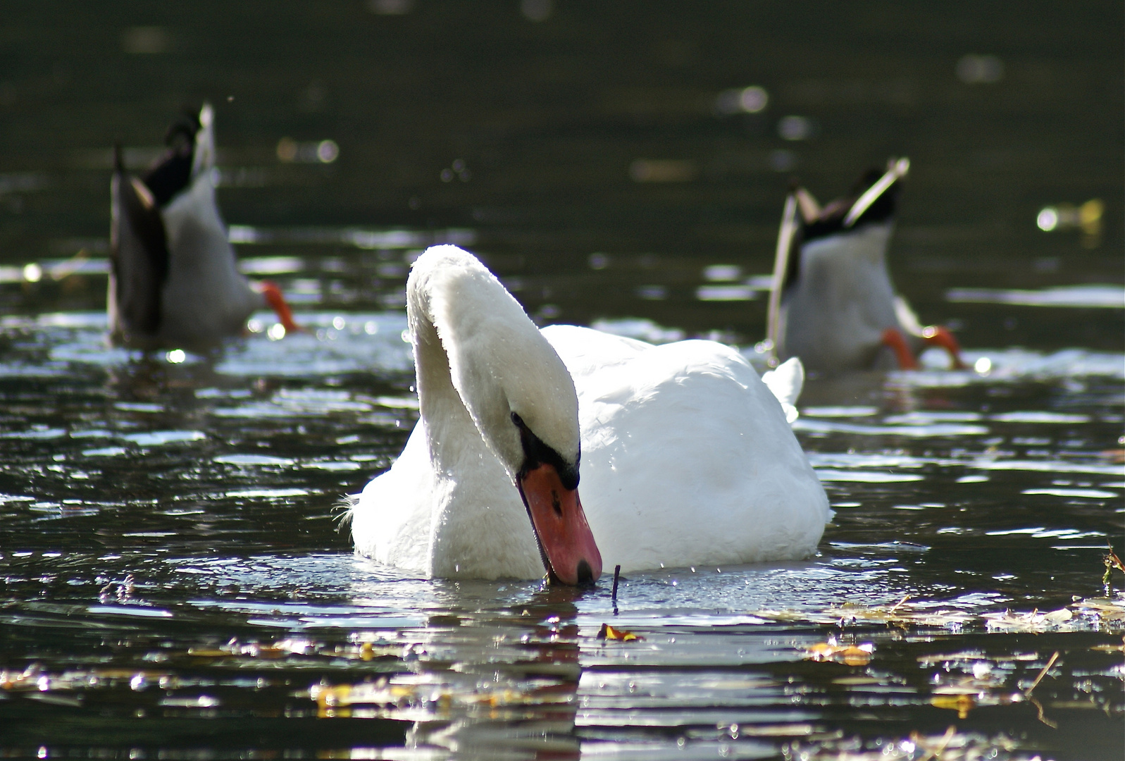 Le cygne et les canards