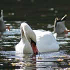 Le cygne et les canards