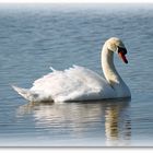 Le Cygne majestueux