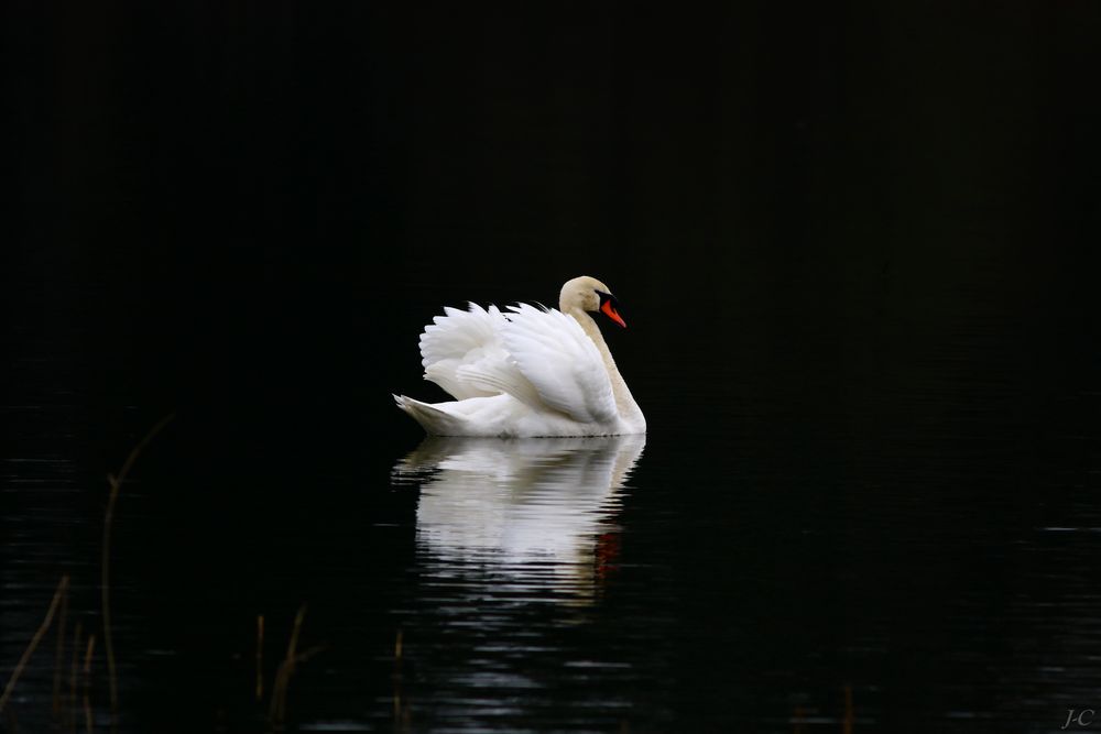 " Le cygne majestueux "