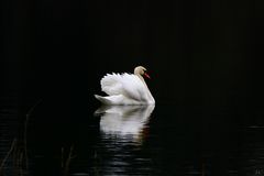 " Le cygne majestueux "