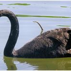 Le cygne noir