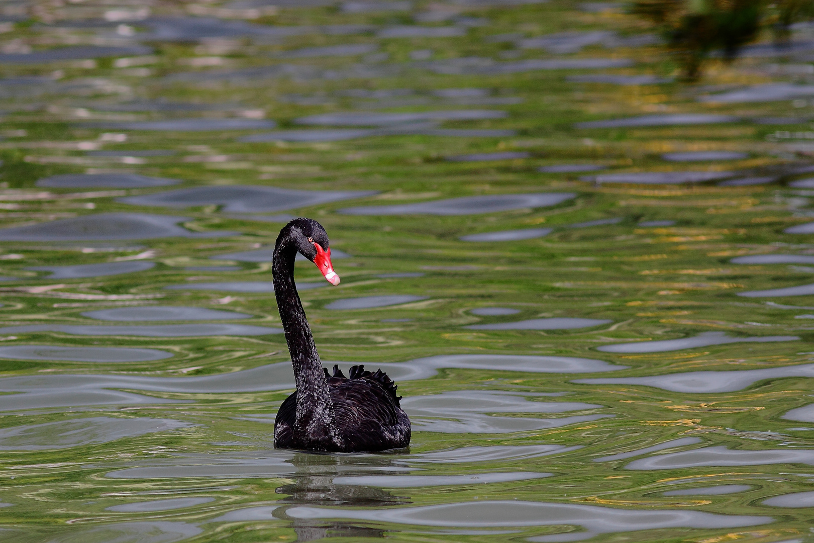 le cygne noir