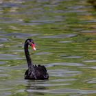 le cygne noir