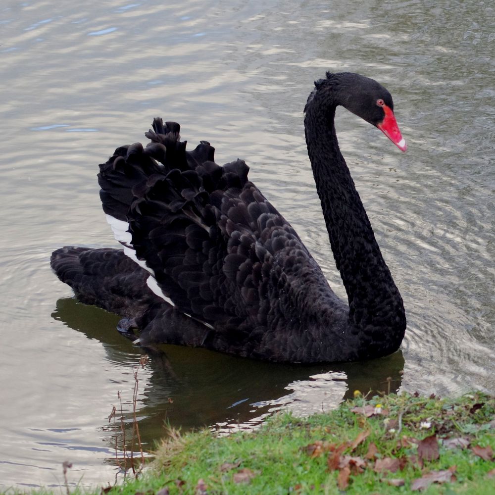 le cygne noir ....