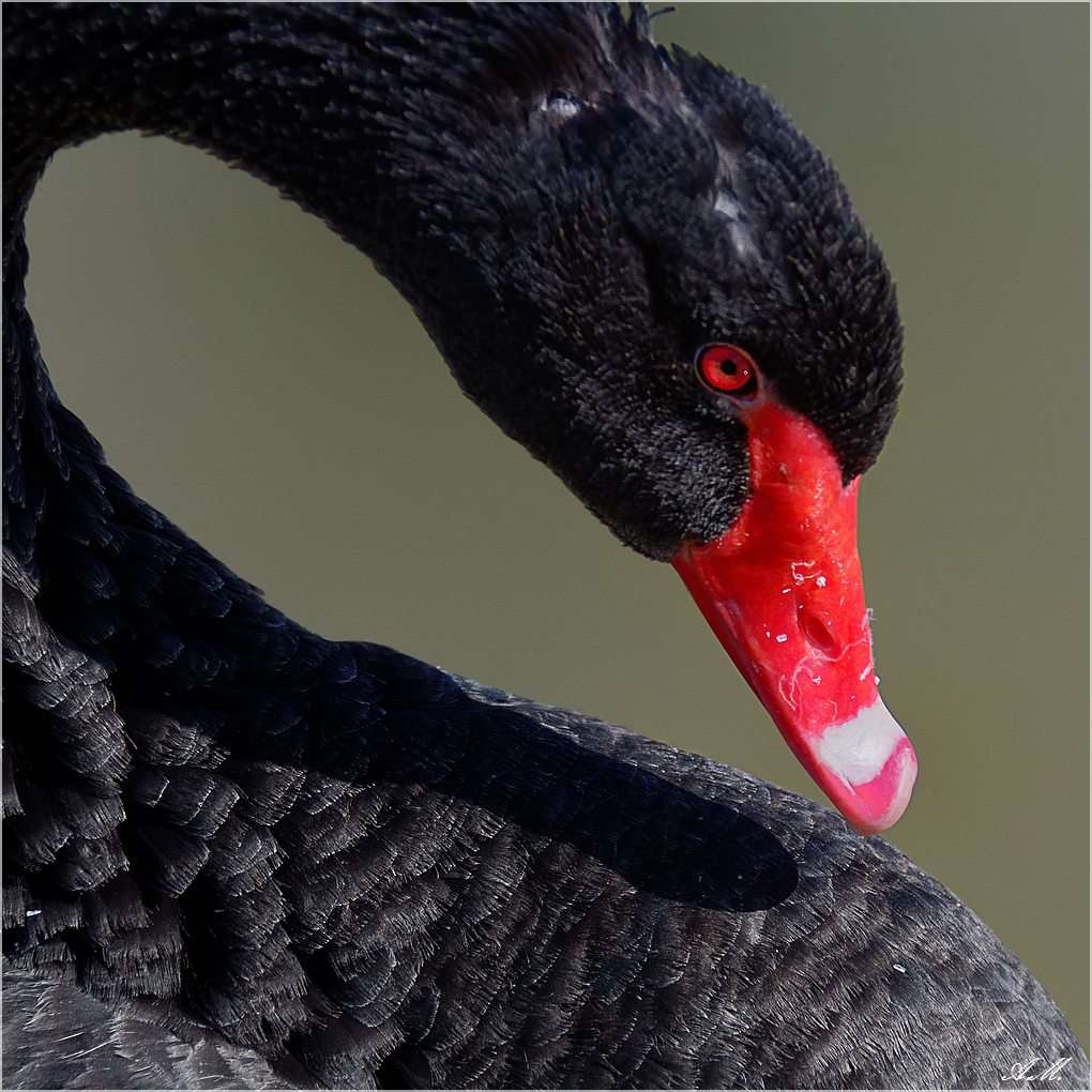 Le cygne noir