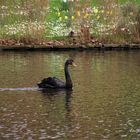 Le cygne noir - 