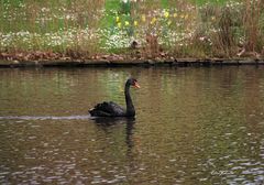 Le cygne noir - 