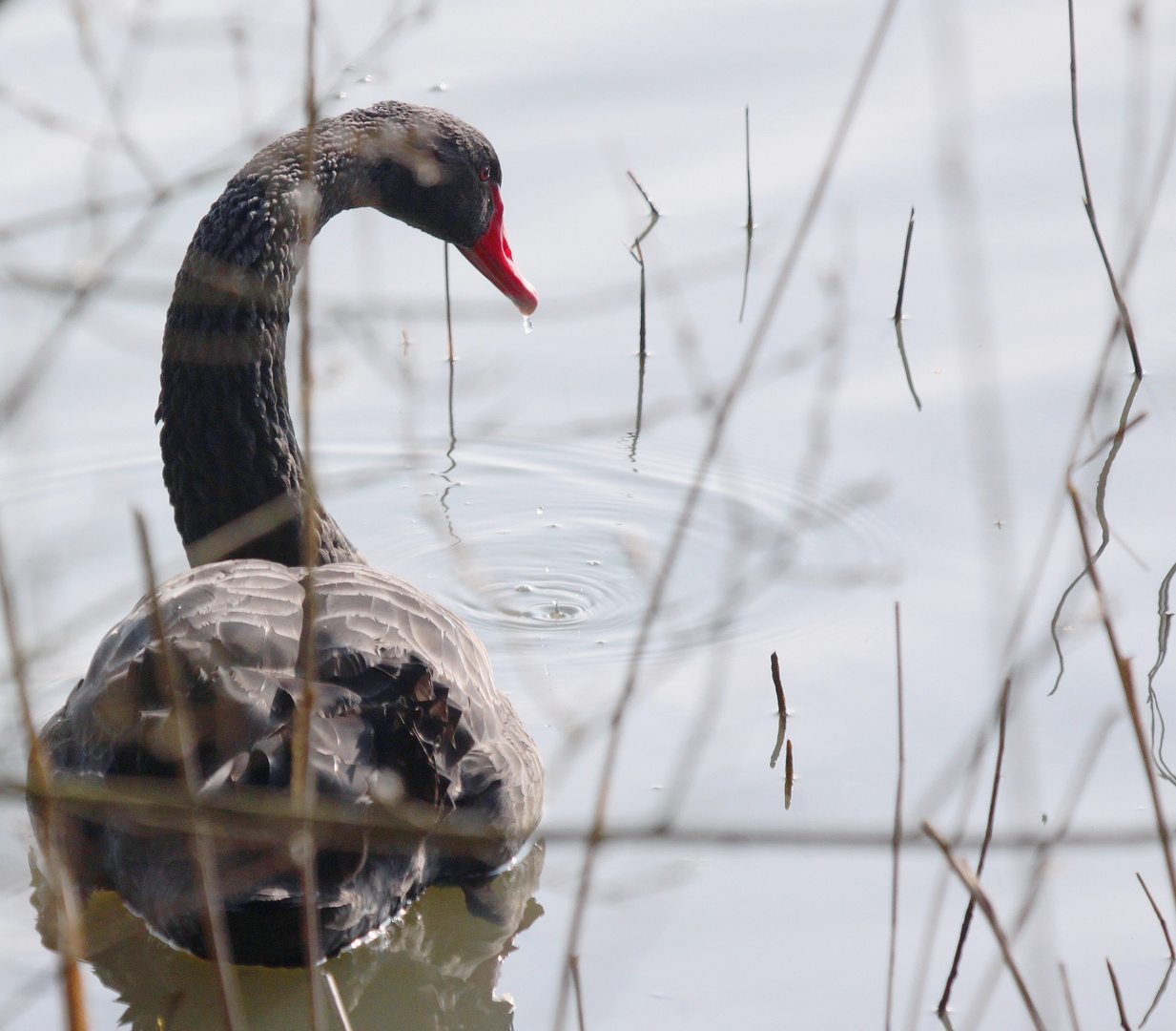 le Cygne Noir