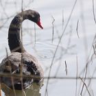 le Cygne Noir