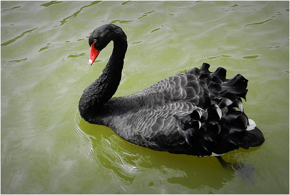 le cygne noir