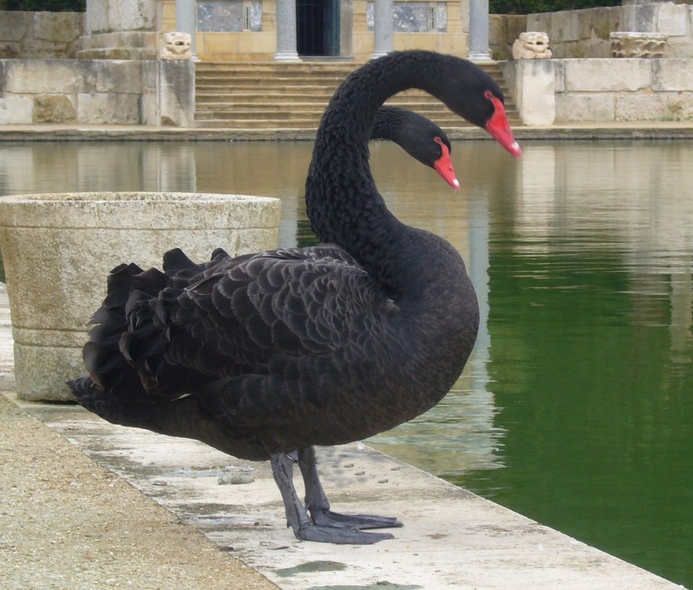 le cygne noir a deux tetes