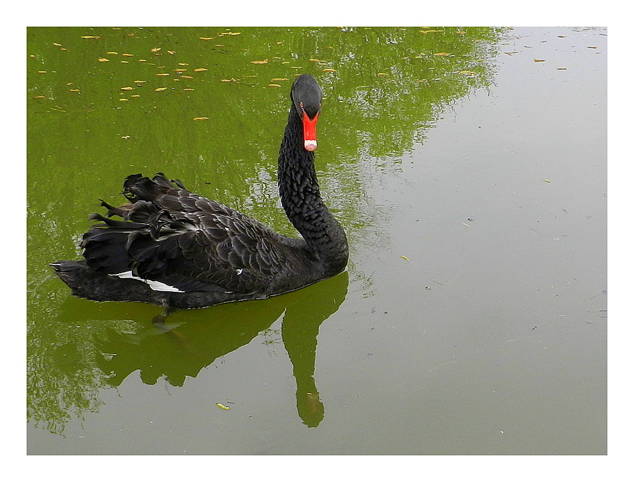 le cygne noir