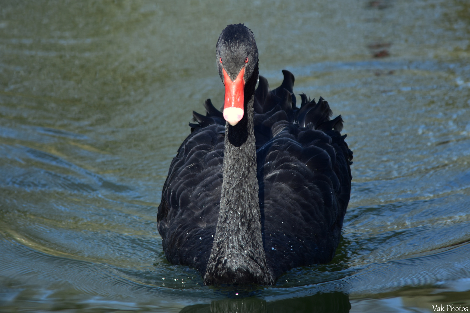 Le Cygne Noir