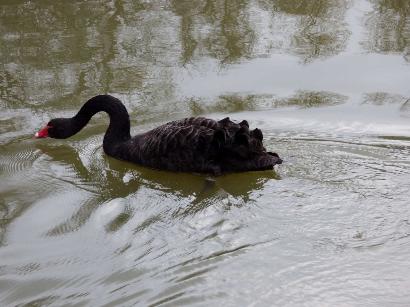 Le cygne noir