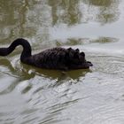 Le cygne noir