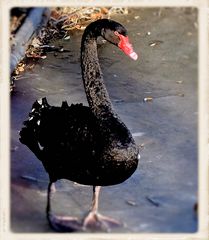 Le cygne noir