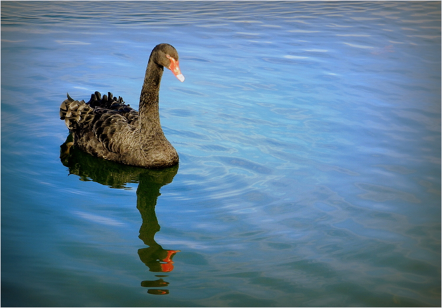 le-cygne-noir