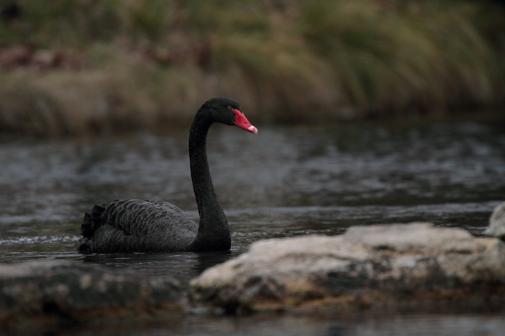 Le Cygne noir (Cygnus atratus)