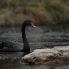 Le Cygne noir (Cygnus atratus)