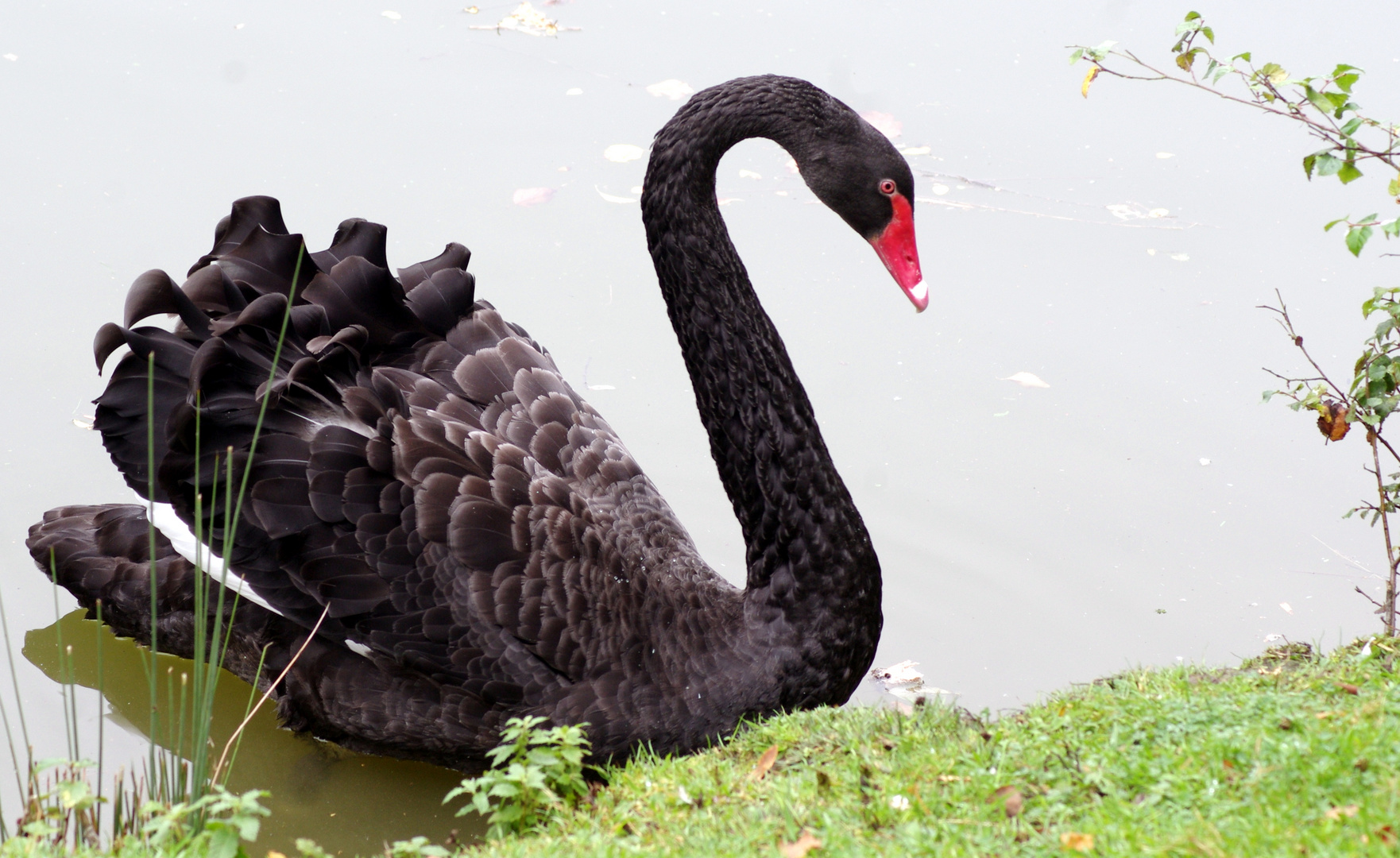 Le cygne noir .... photo et image | animaux, animaux sauvages, oiseaux ...