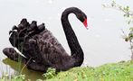 Le cygne noir .... von Dream30 