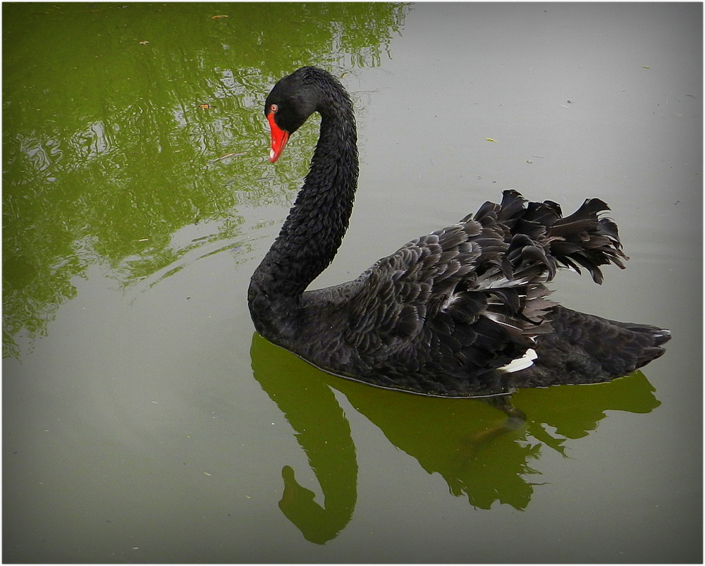 le cygne noir