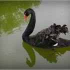 le cygne noir