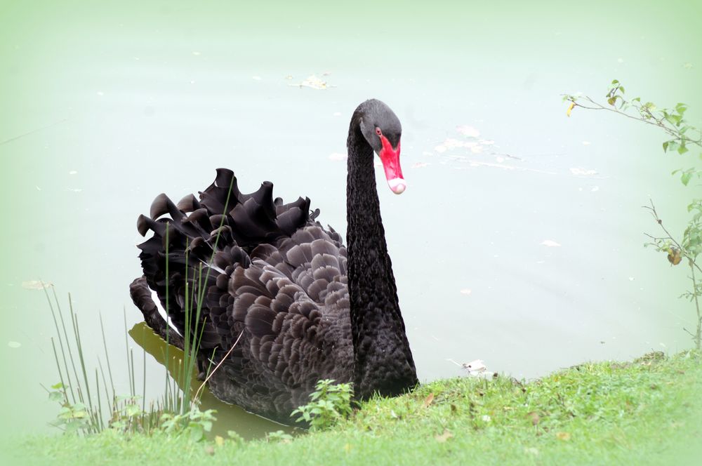 le cygne noir ....