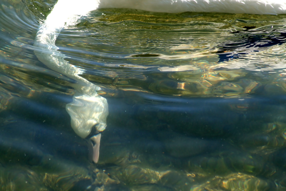 Le Cygne Pêcheur