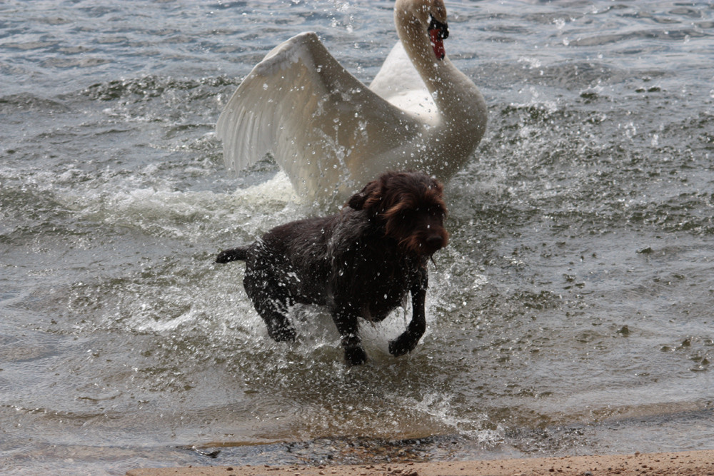 Le Cygne règne en maître