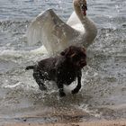 Le Cygne règne en maître