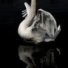 le Cygne sans tete