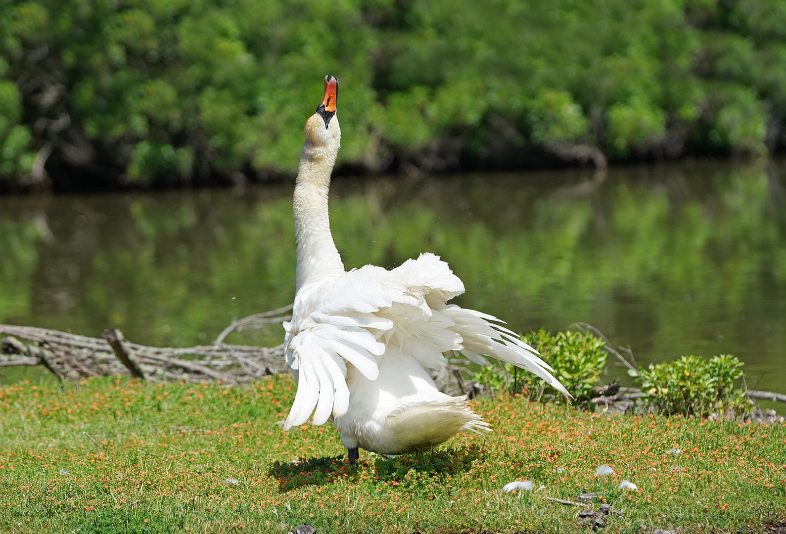 Le cygne..... s'ébroue