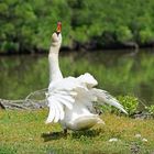 Le cygne..... s'ébroue