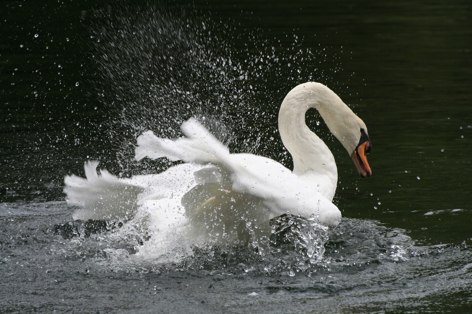 LE CYGNE S'ENTRETIEN