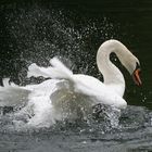 LE CYGNE S'ENTRETIEN