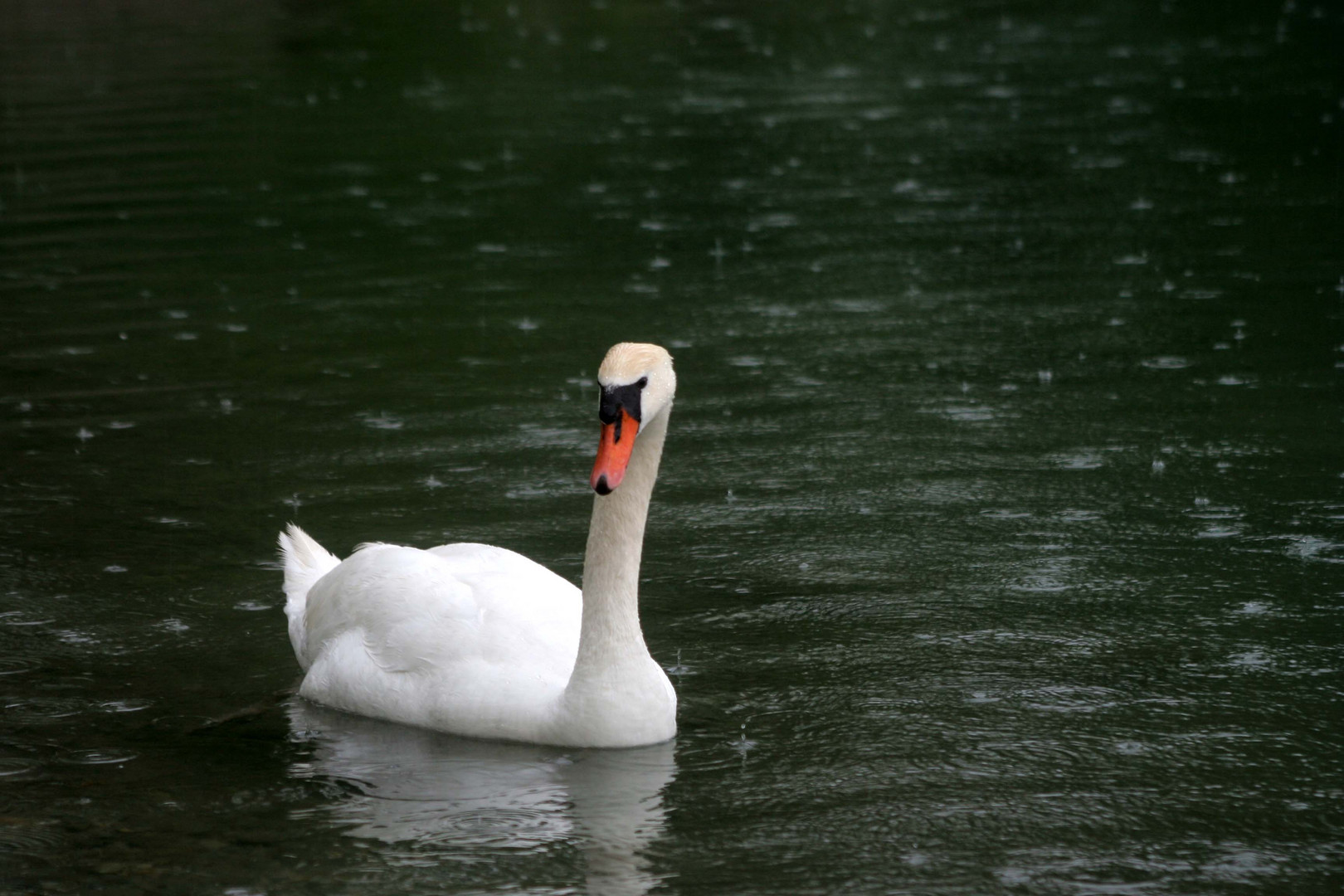 Le cygne sous la pluie ...