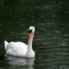 Le cygne sous la pluie ...