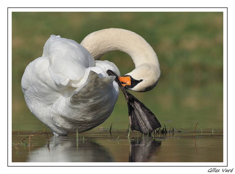 Le Cygne Tuberculé