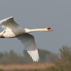 Le Cygne tuberculé