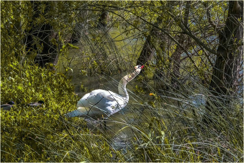 Le cygne1