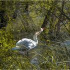 Le cygne1