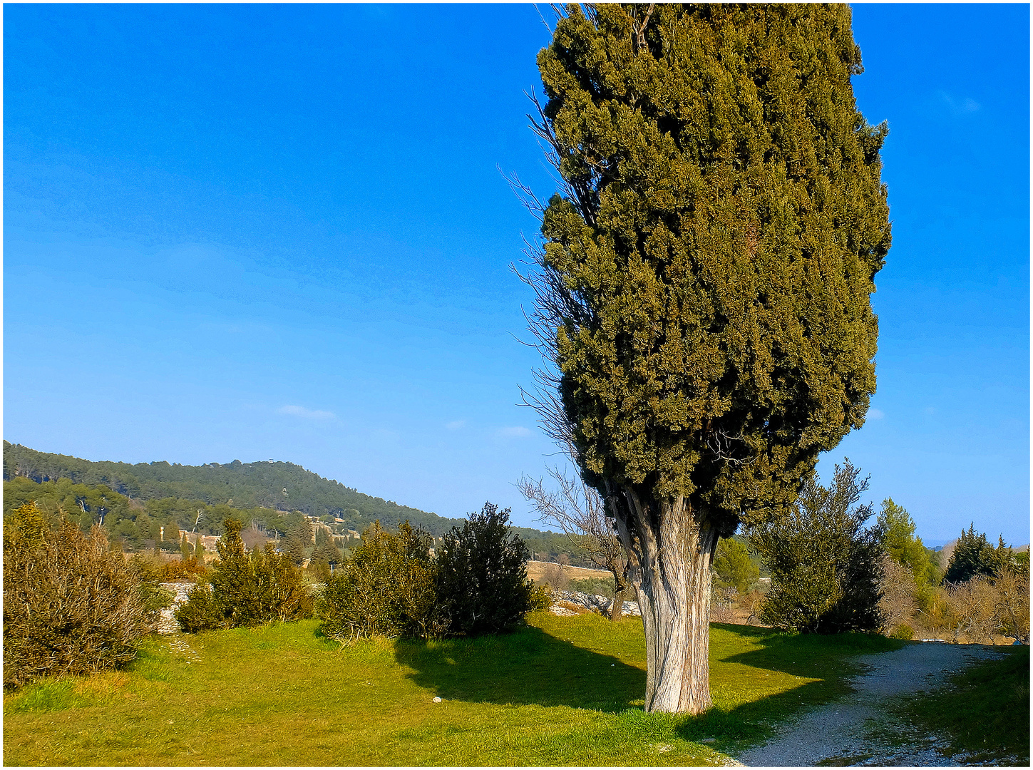 Le cyprès photo et image europe, france, provencealpescôte d