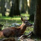 le Daguet fatigué