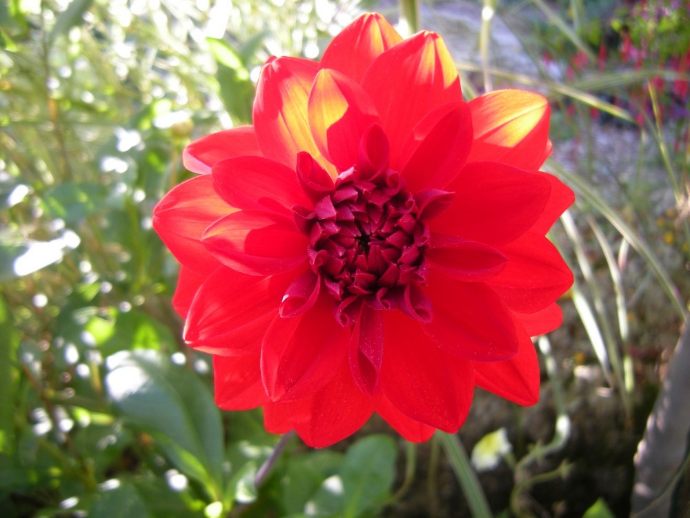 Le dahlia éclaireur