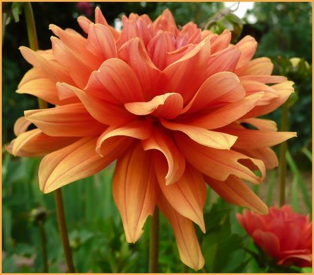 Le dahlia orange