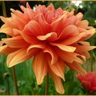 Le dahlia orange